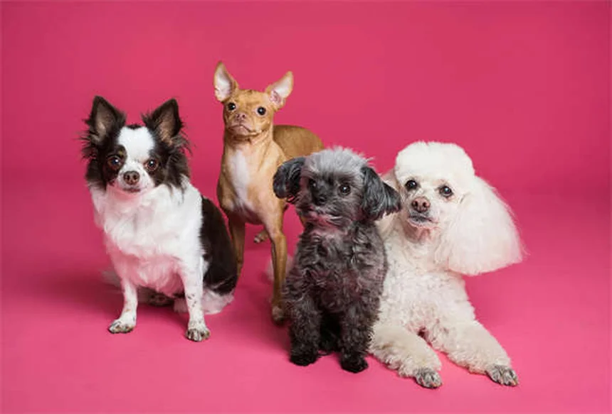 Prevención natural del gusano del corazón en perros: ¿mito o realidad?