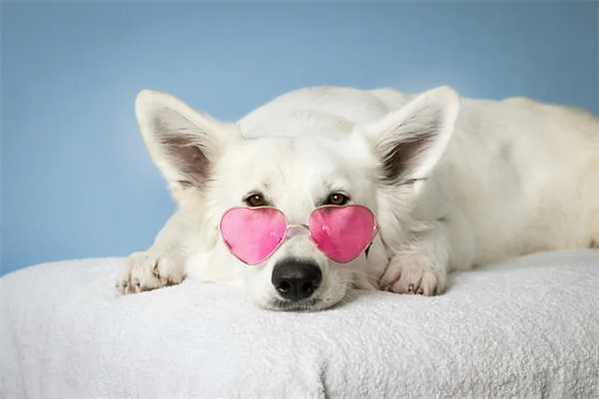 Prevención natural del gusano del corazón en perros: ¿mito o realidad?