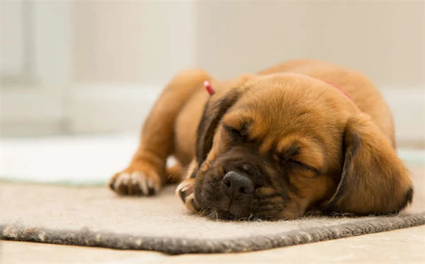 Cómo proteger tu casa para cachorros: Guía completa de seguridad canina