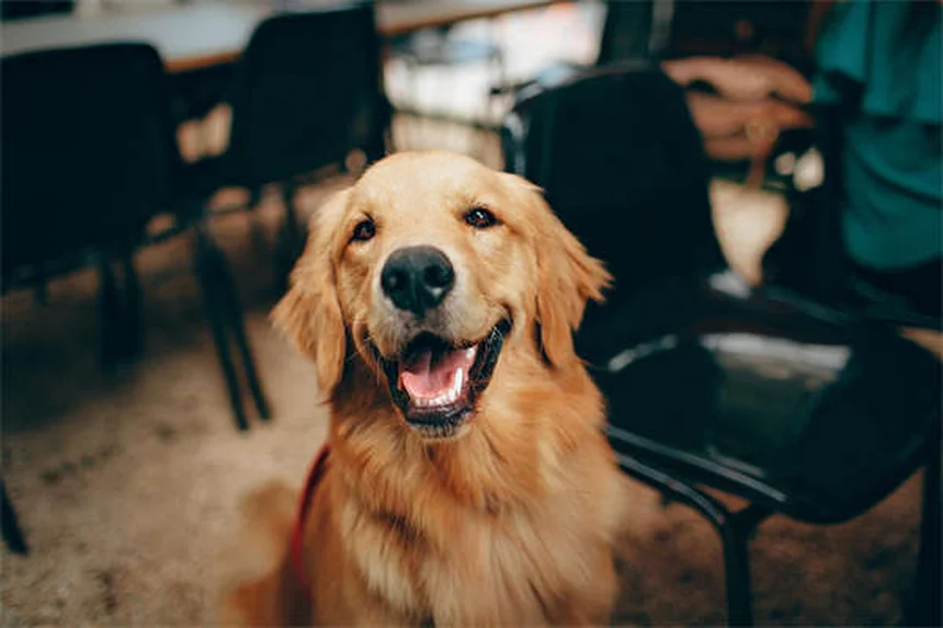 Las 18 razas de perros más inteligentes del mundo: ¡Descubre cuál es perfecta para ti!
