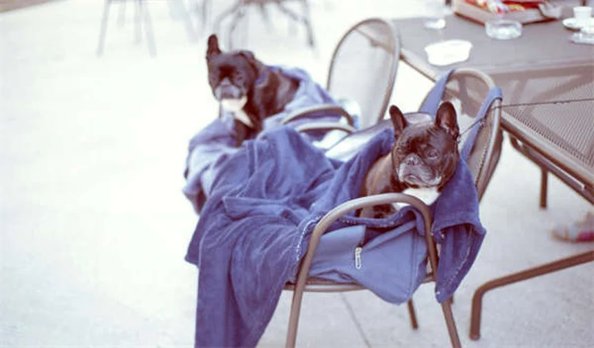 Las 18 razas de perros más inteligentes del mundo: ¡Descubre cuál es perfecta para ti!