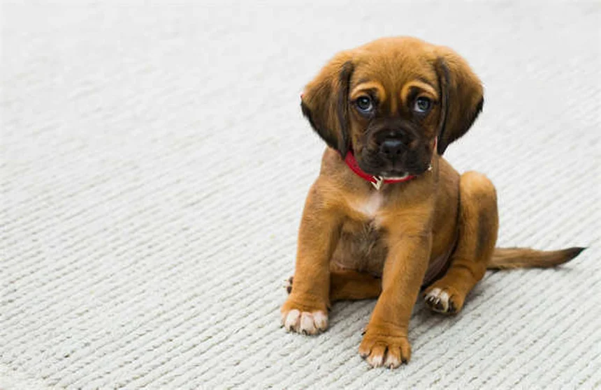 Las 18 razas de perros más inteligentes del mundo: ¡Descubre cuál es perfecta para ti!