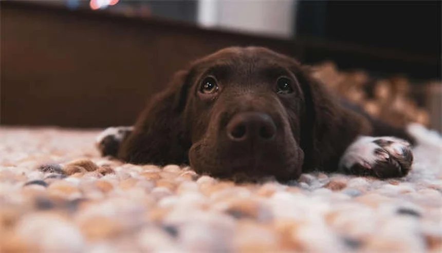 Ansiedad en perros: cómo detectarla y soluciones prácticas