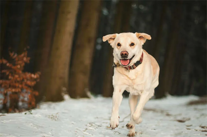 Ansiedad en perros: cómo detectarla y soluciones prácticas
