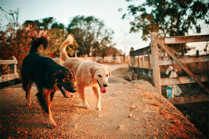 Doxiciclina para perros: usos, dosis y efectos secundarios