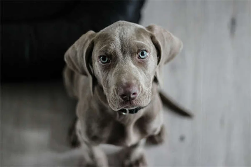 Doxiciclina para perros: usos, dosis y efectos secundarios