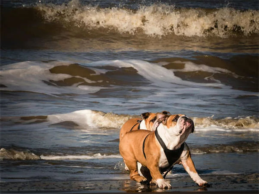 Protege a tu perro de pulgas y garrapatas: Guía completa 2024