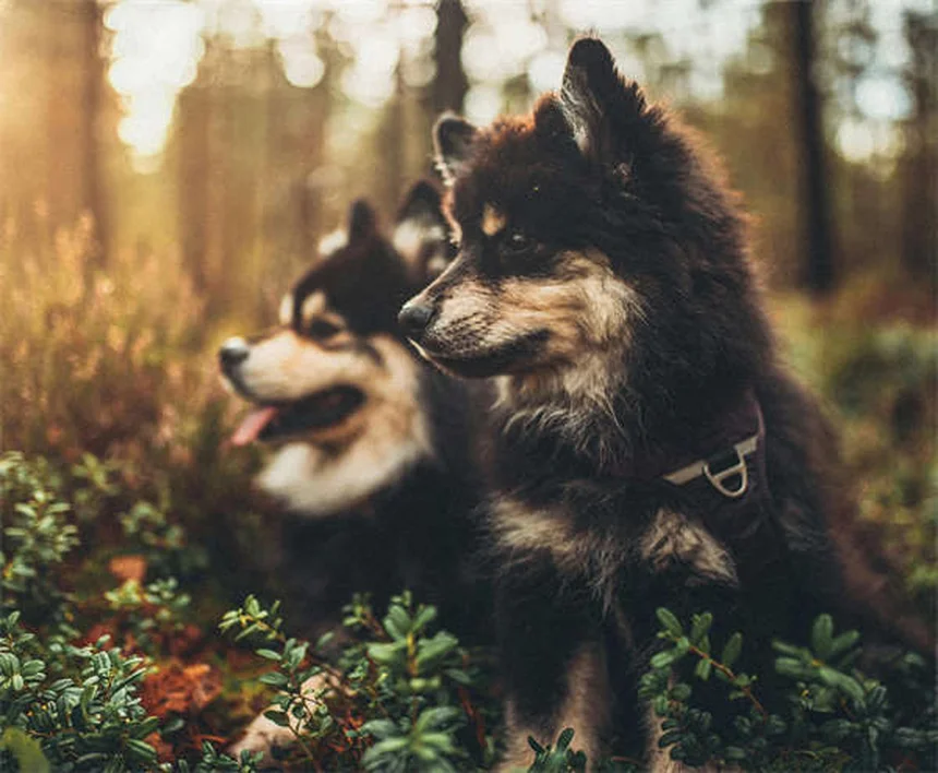 Protege a tu perro de pulgas y garrapatas: Guía completa 2024