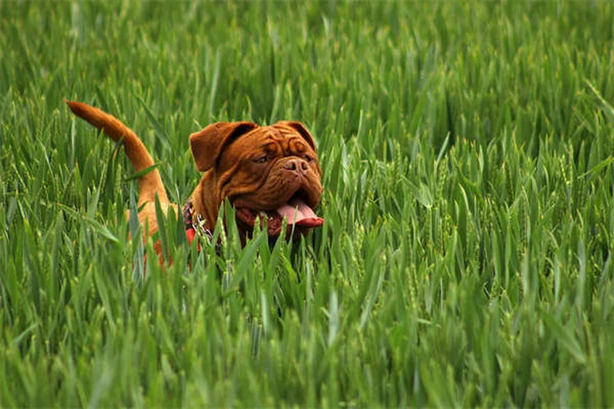 Recoger excrementos de perro: 5 métodos efectivos para dueños responsables