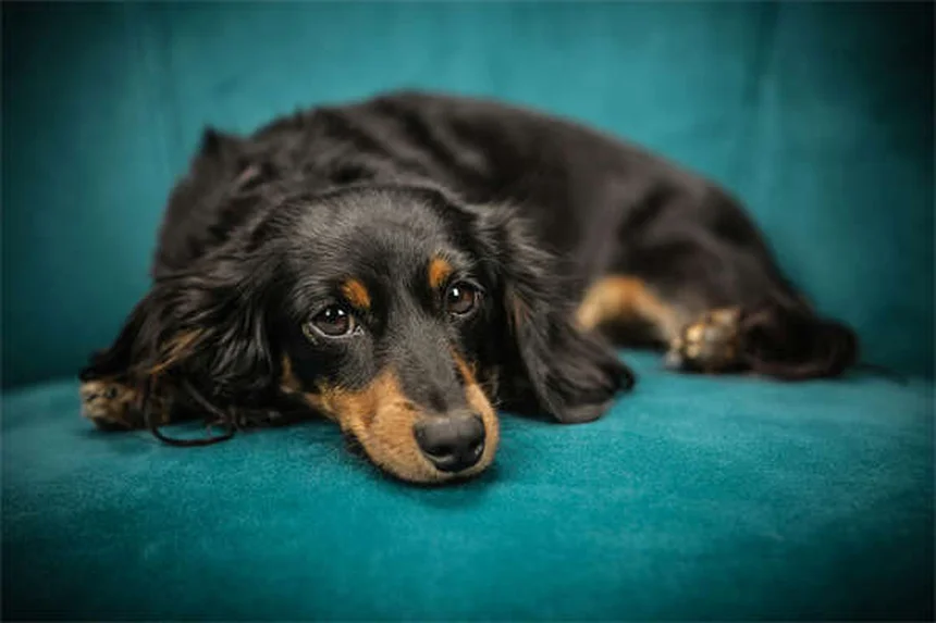 Recoger excrementos de perro: 5 métodos efectivos para dueños responsables
