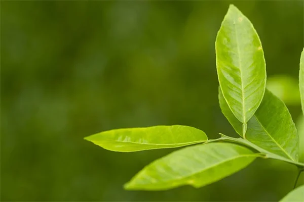 Fruta para perros: cómo dar melocotones y cerezas sin peligro