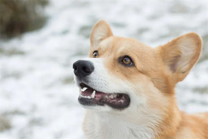 ¿Cómo enseñar a tu perro a jugar fetch? 5 trucos infalibles