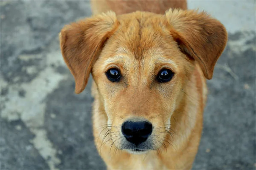¿Cómo enseñar a tu perro a jugar fetch? 5 trucos infalibles