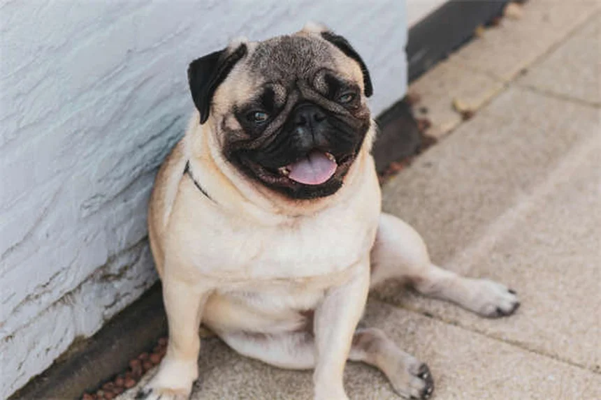¿Cómo enseñar a tu perro a jugar fetch? 5 trucos infalibles