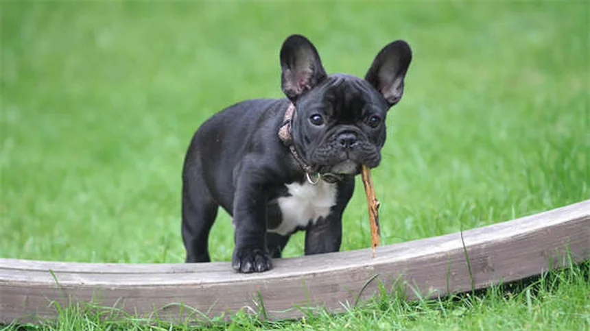Plantas y flores seguras para perros: Guía completa 2024