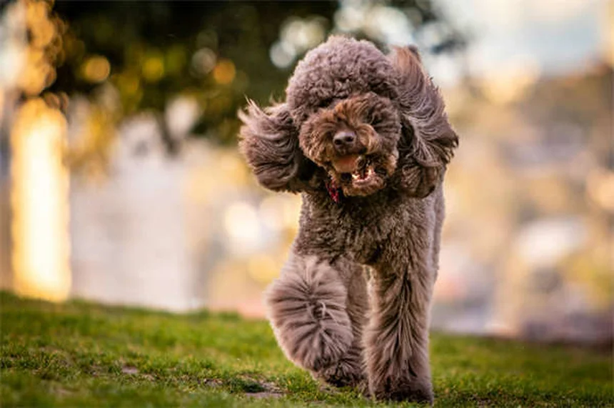 5 ejercicios divertidos para hacer con tu perro y fortalecer vuestro vínculo