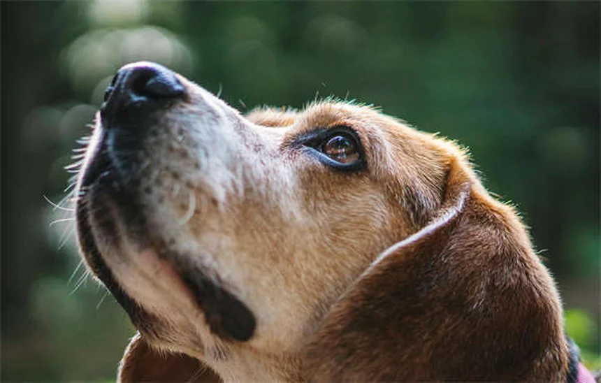 5 ejercicios divertidos para hacer con tu perro y fortalecer vuestro vínculo