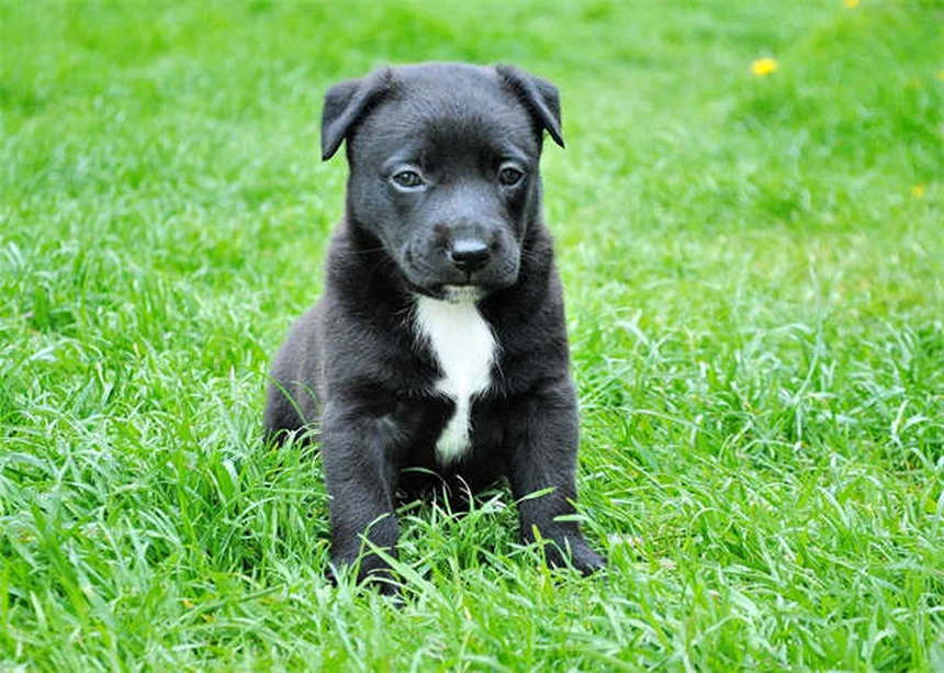 Adopción de mascotas: Guía completa para encontrar a tu compañero perfecto