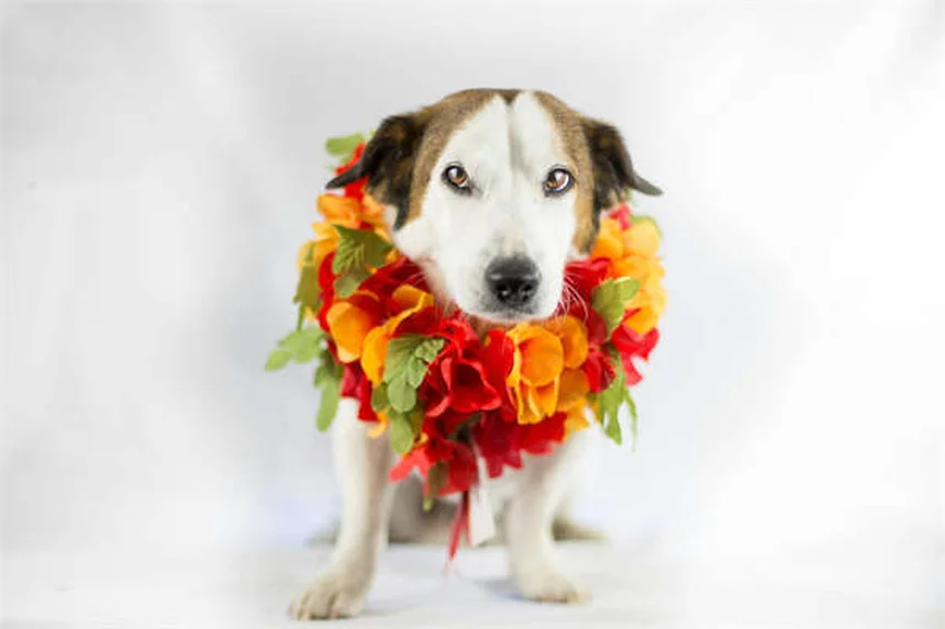 ¿Por qué mi perro tiene miedo de salir? Soluciones prácticas para dueños